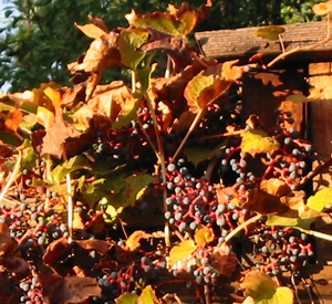 Boston ivy in November