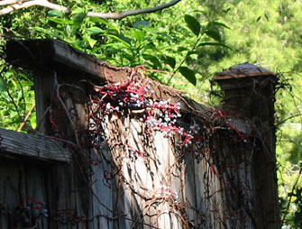 Boston Ivy Berries