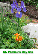 Iris in the garden